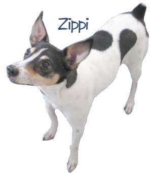 zippi zippi