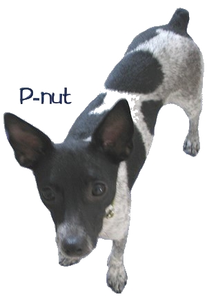 p-nut p-nut